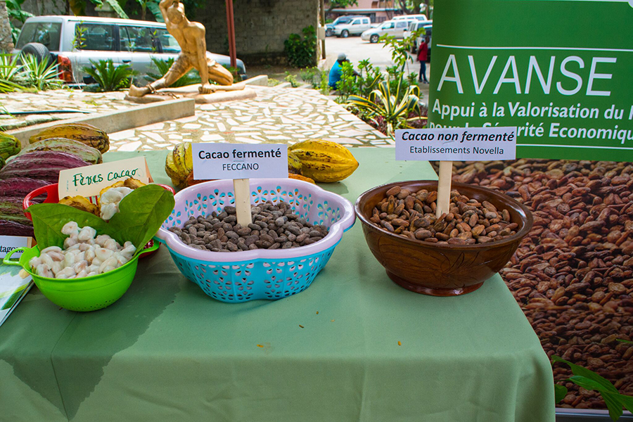 Beautiful pics of fermented vs nonfermented cacao.jpg