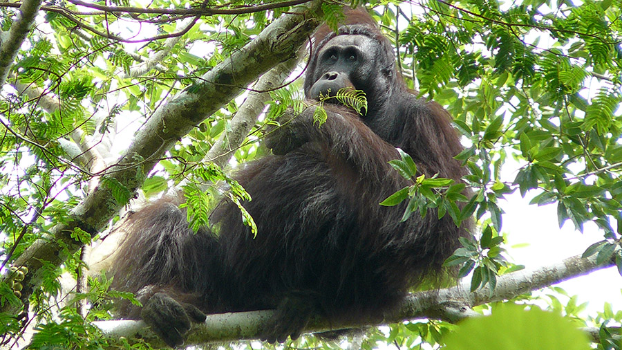 orangutan karst-Nardy photo.JPG
